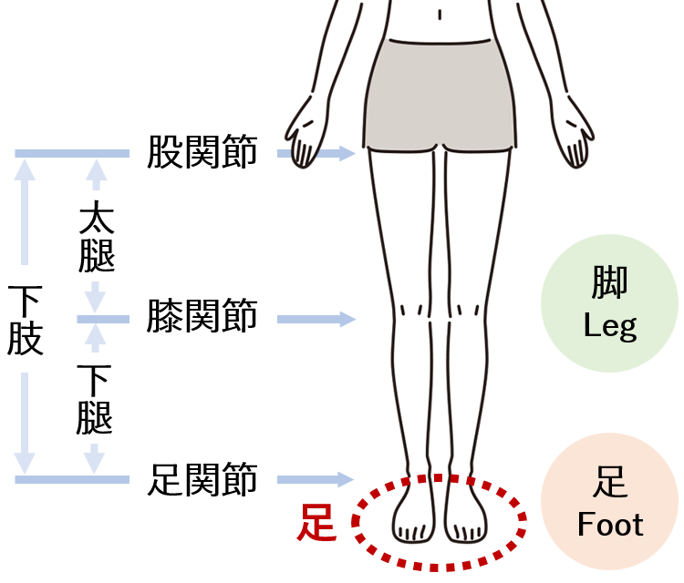 医学的な足の部位について